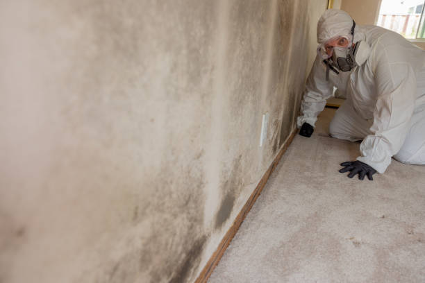 Best Emergency Mold Remediation  in Broad Brook, CT